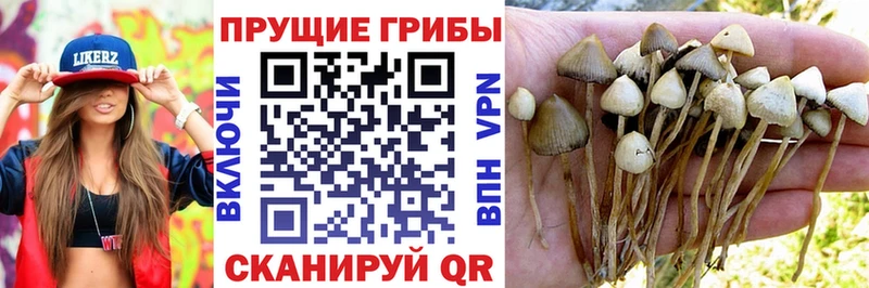 Псилоцибиновые грибы Psilocybe  Меленки 